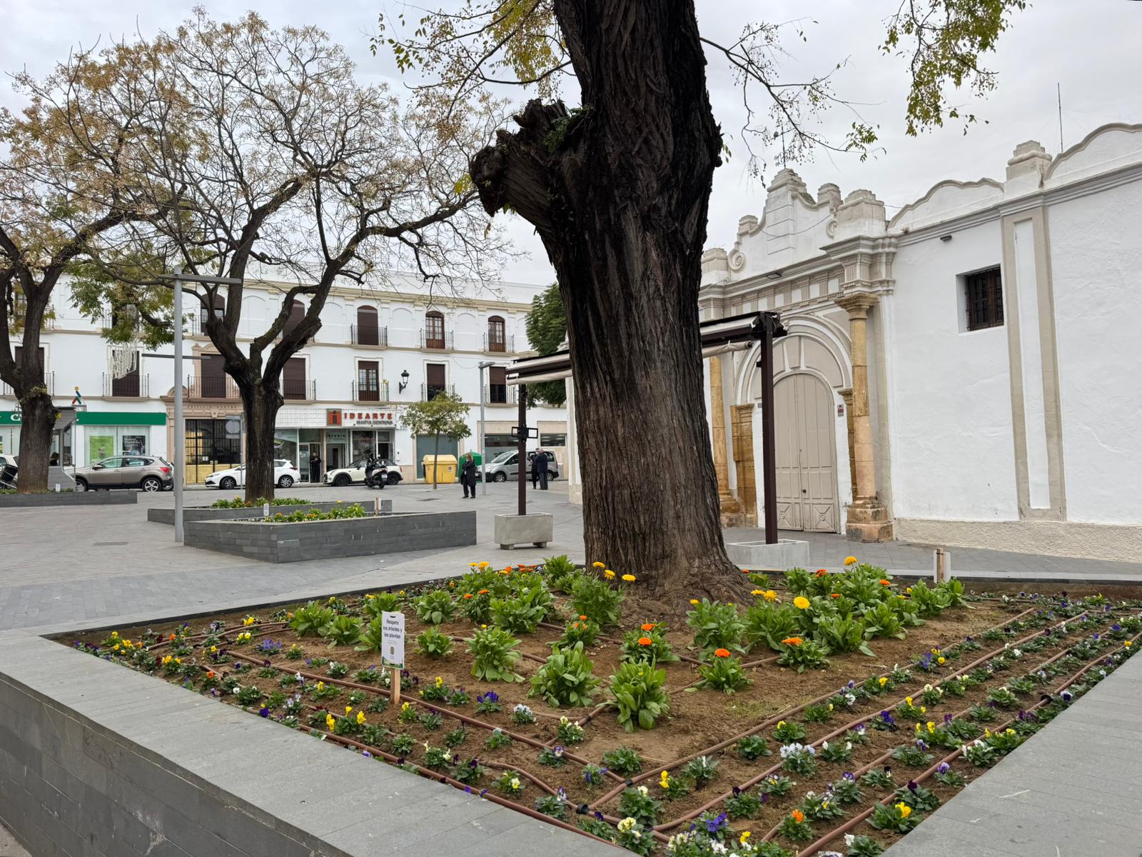 Parques y Jardines decora la Plaza de Pío XII con nuevas plantas