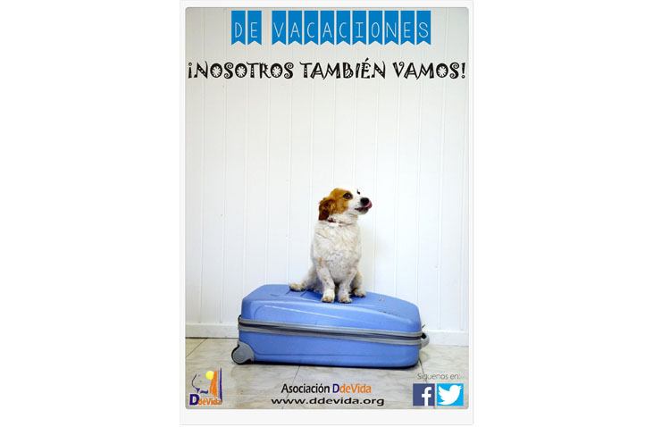 Ddevida informa sobre las mejores opciones para las vacaciones de las mascotas