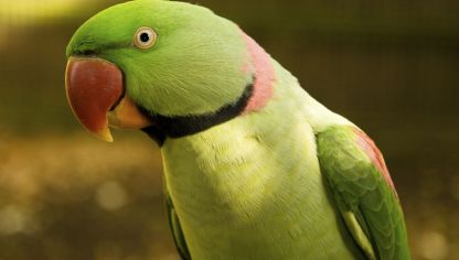 Las especies autóctonas, en peligro por la creciente población de cotorras