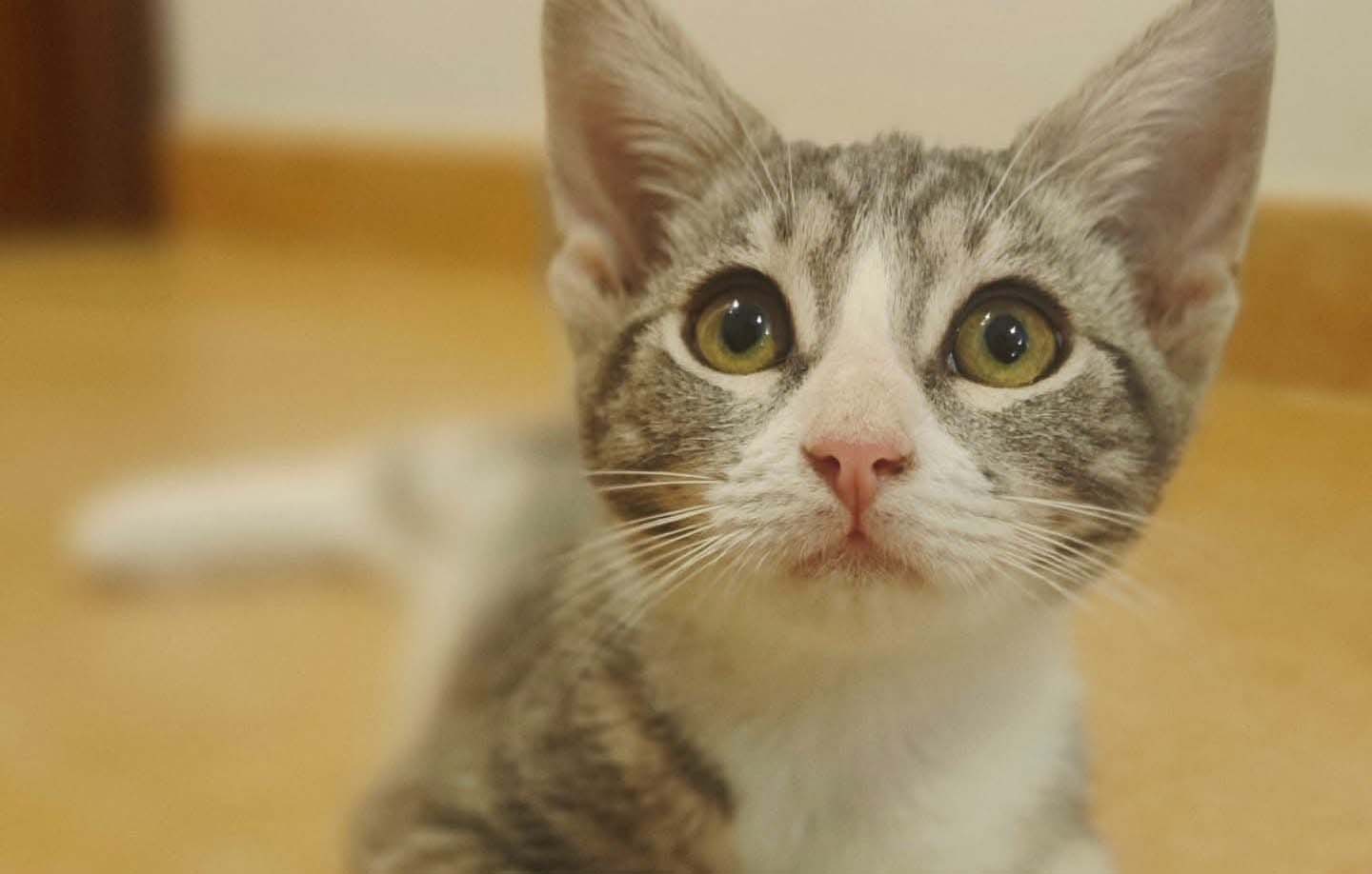 Utrera acoge el evento solidario «El Lucky Michicano» para ayudar a gatos rescatados