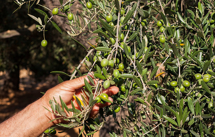 «El verdeo» y «Manzanilla Olive», de la mano en Utrera para defender el futuro de la aceituna de mesa