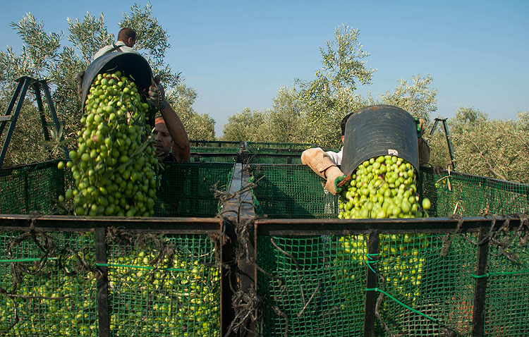 Utrera, gran beneficiada por la suspensión de los aranceles de Estados Unidos a las aceitunas y el aceite
