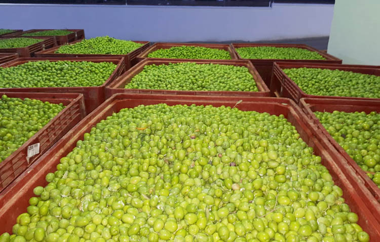 La campaña de verdeo recogerá más de 10 toneladas de aceitunas gordales en Utrera