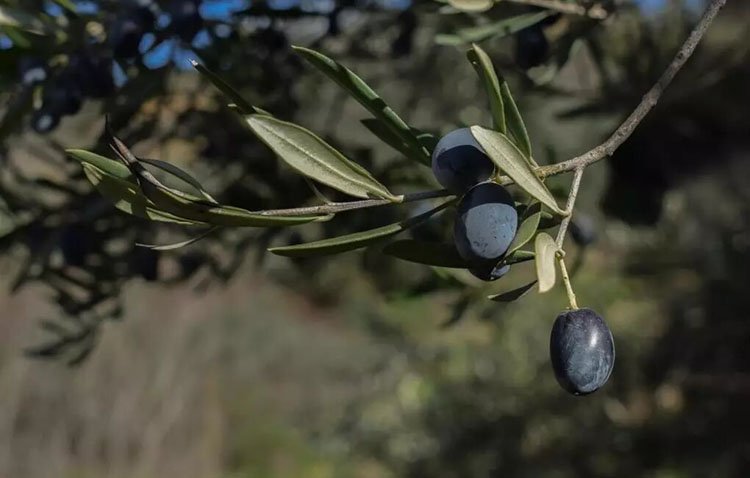 Expectación en el sector de la aceituna utrerana ante la problemática de los aranceles impuestos por Estados Unidos
