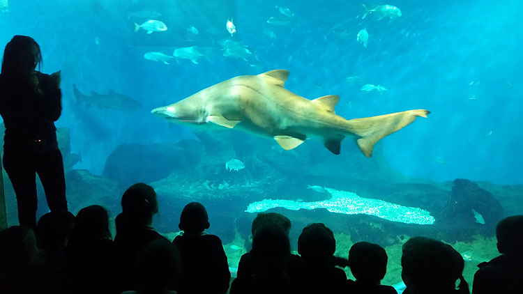 Los titulares del carné joven podrán acceder gratuitamente al Acuario de Sevilla los días 1 y 2 de julio