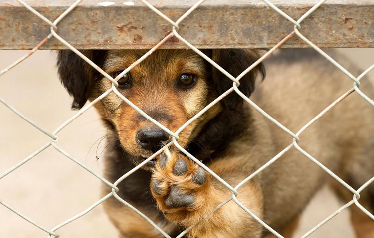 Una campaña municipal apuesta en Utrera por la adopción de animales en Navidad frente a la compra