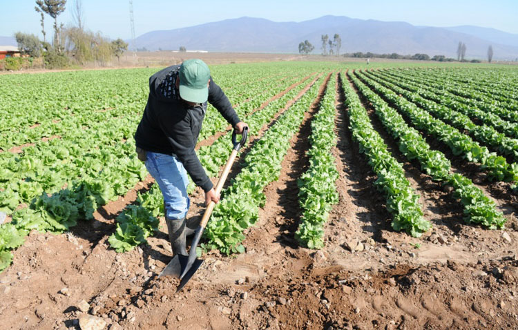 Comisiones Obreras denuncia la «situación de precariedad y abuso a la que son sometidos los trabajadores del campo»
