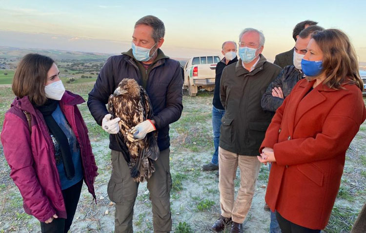 Un águila imperial vuelve a su hábitat natural en Utrera tras seis meses recuperándose de un tiroteo intencionado