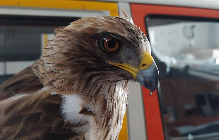 Rescatan un águila real en Utrera tras ser golpeado por un vehículo en la carretera