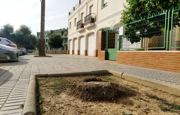 Utrera plantará más de 400 árboles en alcorques vacíos repartidos por toda la ciudad