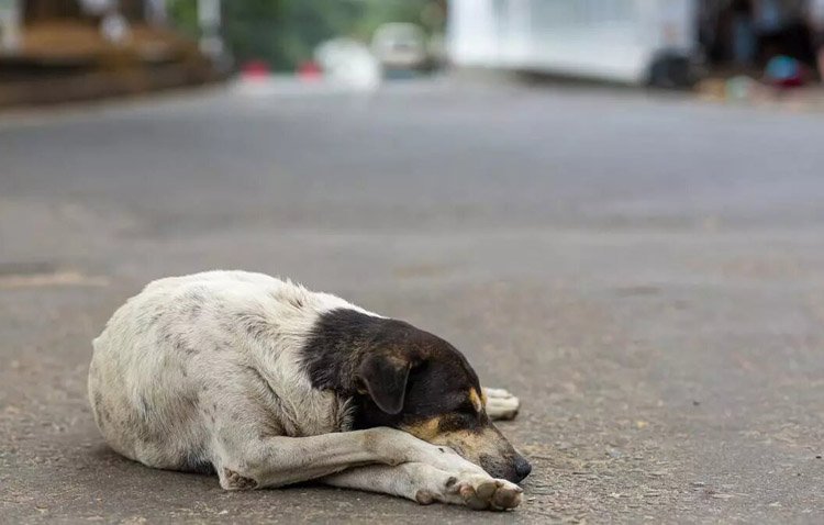 Utrera recogió de sus calles 174 animales abandonados durante el año pasado