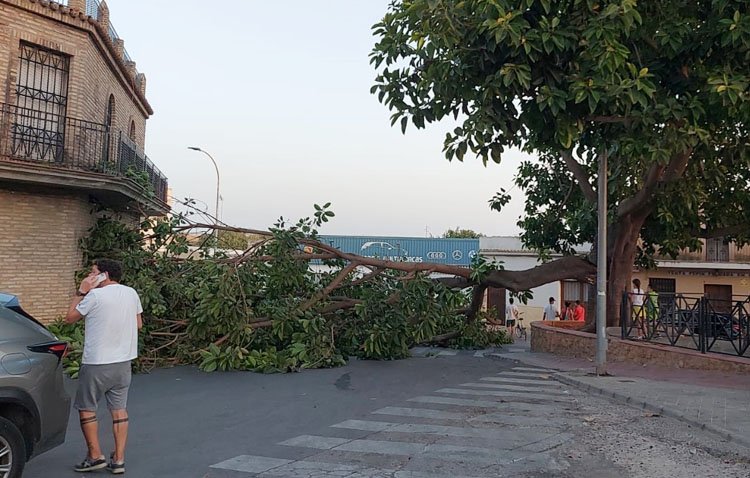 Enorme susto en la barriada La Fontanilla tras desplomarse parte de un árbol de grandes dimensiones