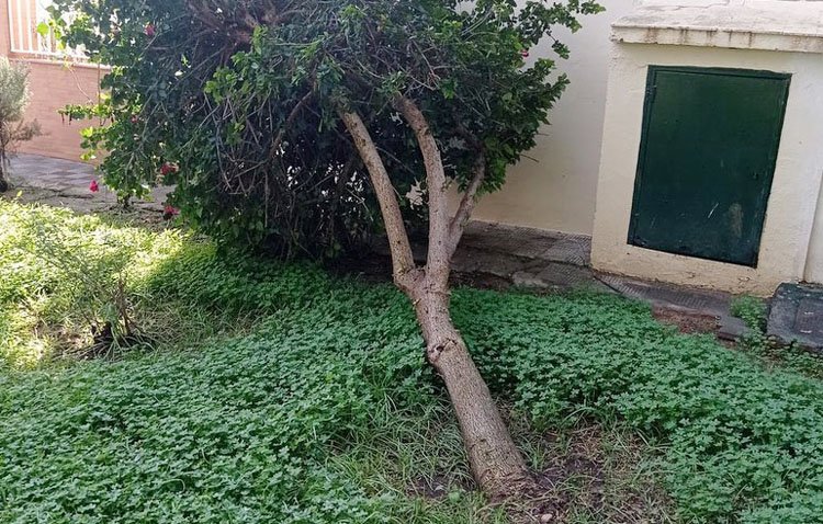 Las fuertes lluvias y vientos provocan «estragos» en el arbolado urbano de Utrera