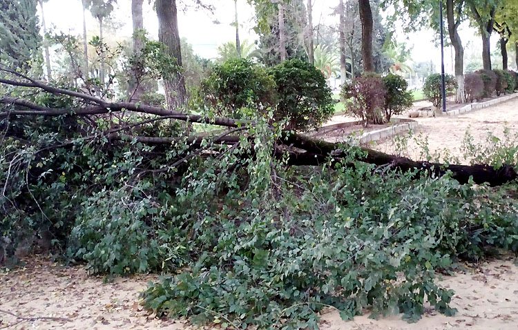 Parques y Jardines revisa «árbol por árbol» toda la ciudad de Utrera para evitar peligro de desprendimientos