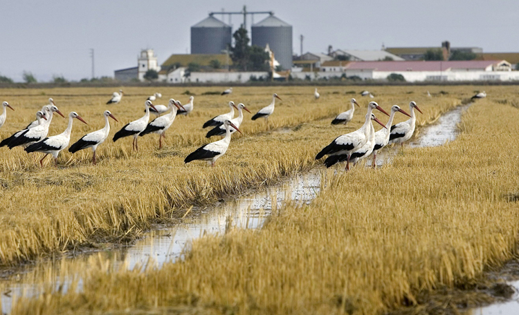 Un simposio analiza cómo afecta la sequía en el cultivo de arroz en lugares como Utrera