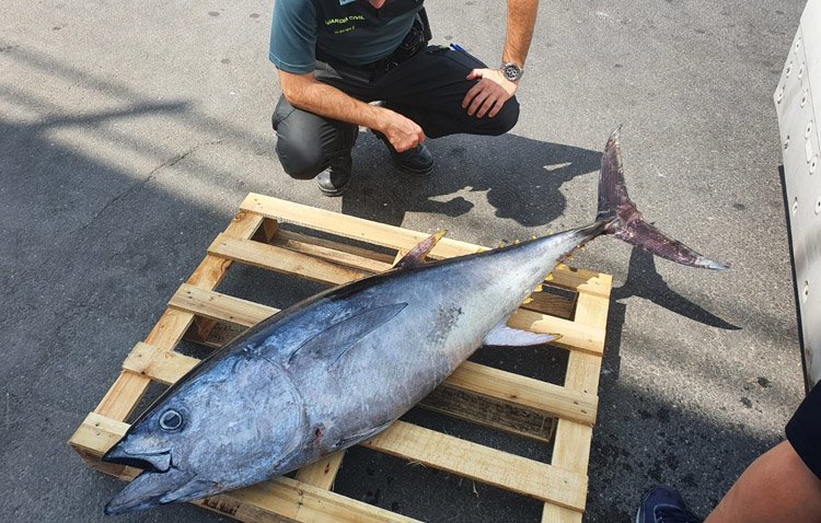 La Guardia Civil incauta en Utrera un atún de 1.800 euros pescado ilegalmente