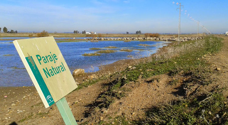 Ecologistas en Acción denuncia el «deterioro y abandono» del paraje natural «Brazo del Este» por la Junta de Andalucía