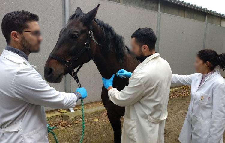 Detectan en Utrera un brote de «fiebre del Nilo» en un caballo