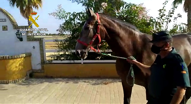 Recuperan un caballo de carreras valorado en 50.000 euros que había sido robado a una conocida yeguada de Utrera