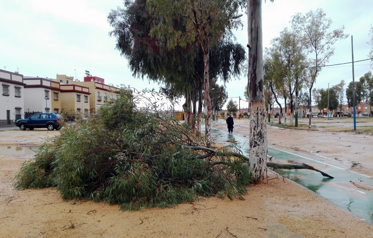 La noche de lluvia y viento deja en Utrera una docena de intervenciones