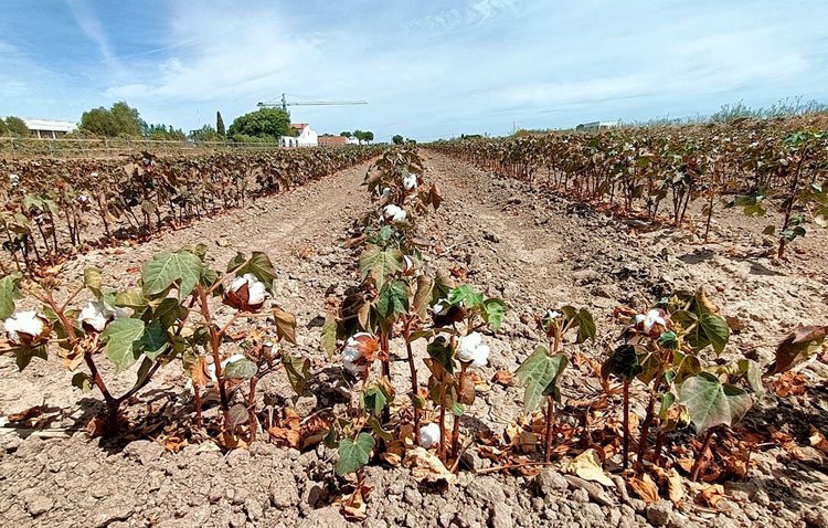 Los agricultores de Utrera se sumarán a una manifestación del sector para reclamar «soluciones urgentes» ante la sequía