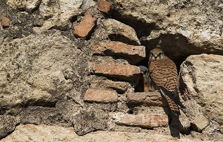 El PP propone declarar el castillo de Utrera como ‘zona de especial protección para aves’