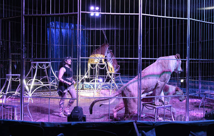 El Ayuntamiento prohíbe la instalación de un circo por usar animales