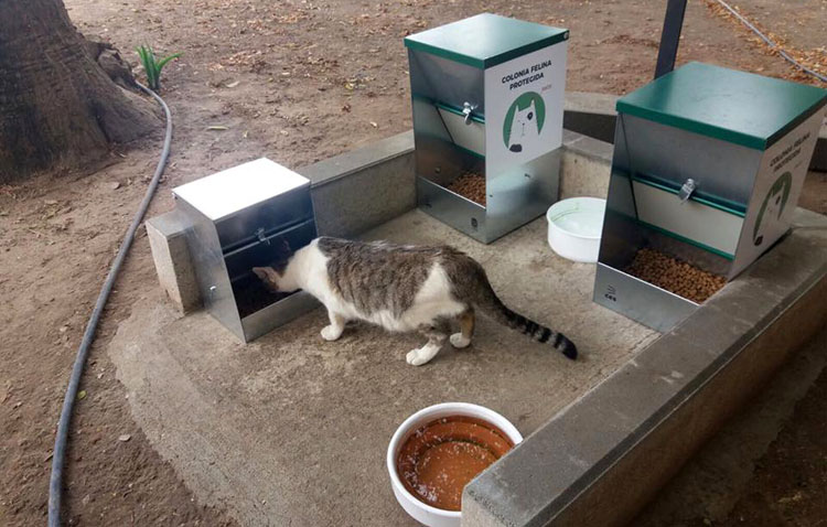 Hasta 500 euros de multa por dar alimentos a los gatos de las colonias felinas callejeras en Utrera [VÍDEOS]