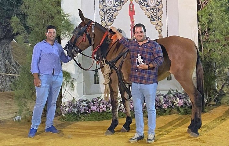 El utrerano Juan Antonio Bernal, medalla de plata en un concurso de arrastre de piedra con mulos