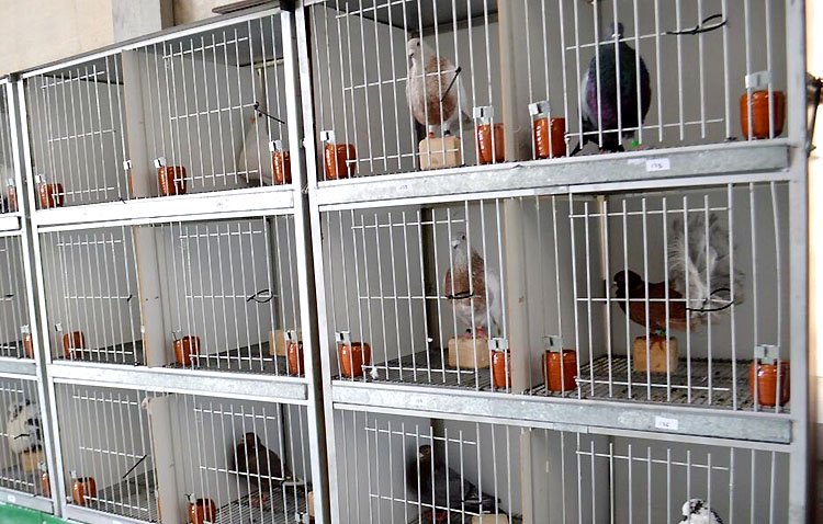 Utrera acoge su tradicional concurso-exposición de palomas deportivas de raza