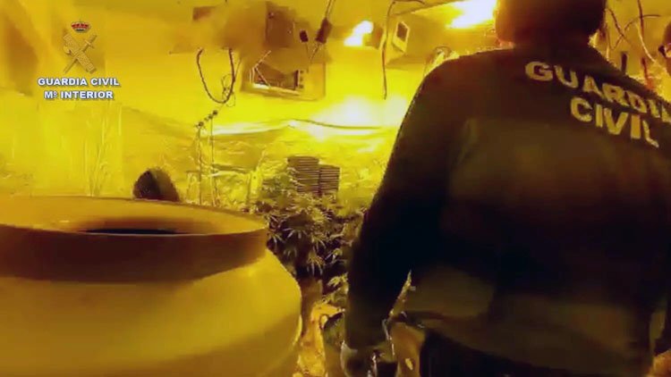 La ciudad de Utrera, salpicada en una macrooperación contra el cultivo de marihuana