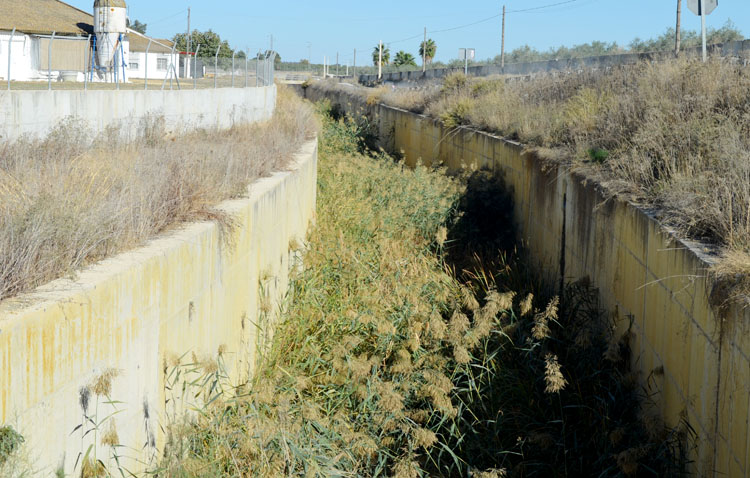 El peligroso «bosque» que ocupa el desvío del arroyo Calzas Anchas