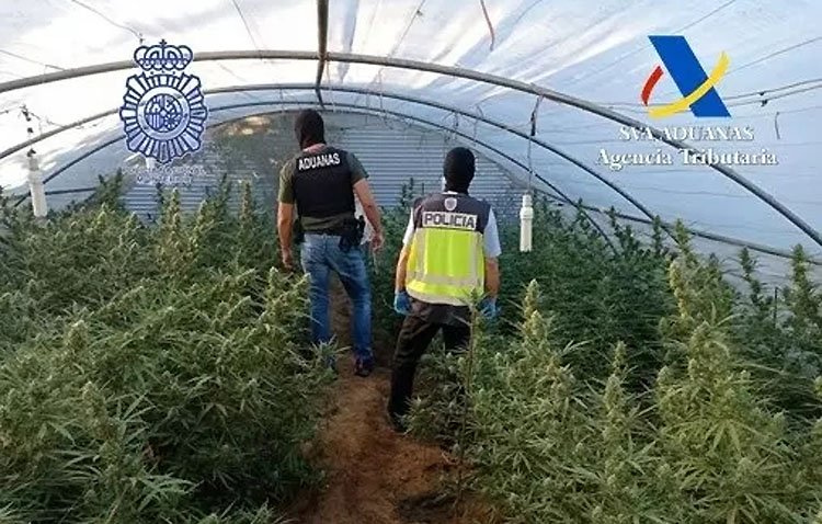 Detenido con 200 plantas de marihuana y un revólver en Utrera