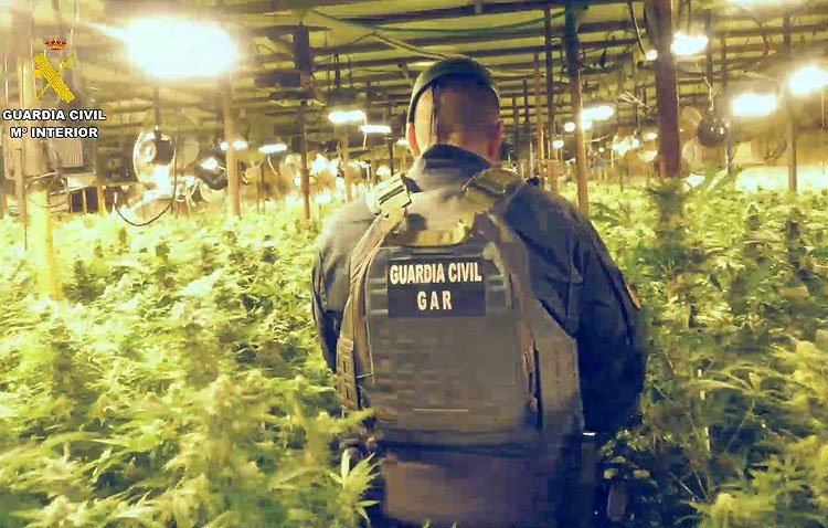 Desmantelada una organización que blanqueaba dinero con la droga de una plantación «de grandes dimensiones» en Utrera [AUDIO]