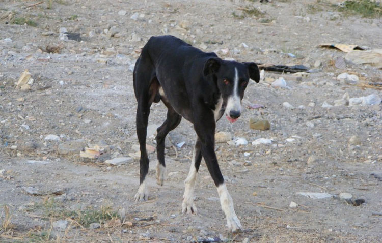 El cruel abandono de los galgos en Utrera