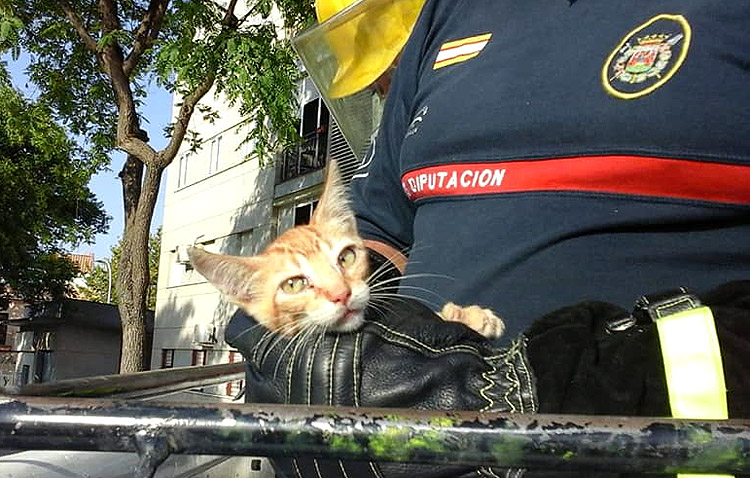 La historia con doble final feliz de un pequeño gato atrapado en la copa de un árbol