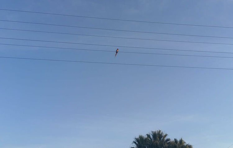 Encuentran a Paco, el guacamayo robado en Utrera hace un mes y medio