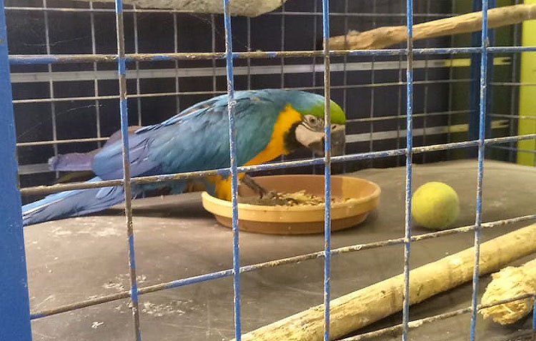 Manuel del Campo cuenta en COPE Utrera (98.1 FM) todos los detalles del rescate del guacamayo ‘Paco’ [AUDIO ENTREVISTA]