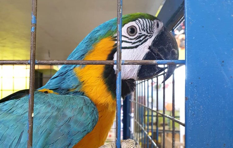 Roban un valioso guacamayo en una tienda de animales en Utrera y sorprenden a los ladrones en un segundo asalto tras acudir a la Guardia Civil [AUDIO ENTREVISTA]