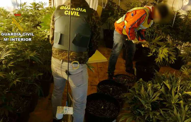 Detenidas 40 personas e incautada casi una tonelada de marihuana en una finca de Utrera