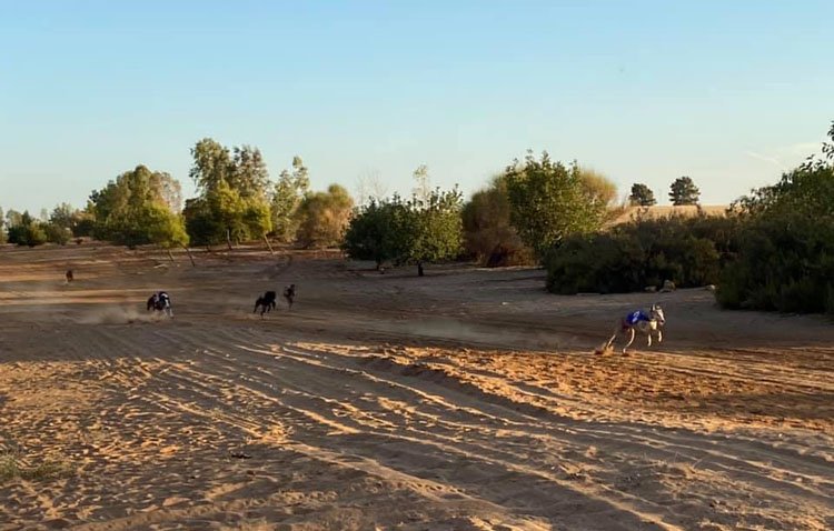 La hermandad del Rocío organiza una nueva liga de liebres mecánicas