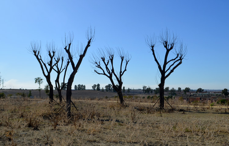 Las jacarandas que fueron eliminadas de La Corredera, casi todas muertas en Vistalegre