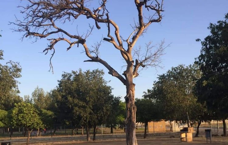 Juntos por Utrera denuncia el «nulo mantenimiento y abandono» del parque del V Centenario