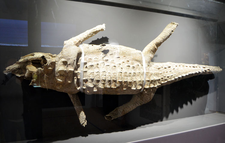 La leyenda del lagarto de Consolación, un regalo único a la Virgen