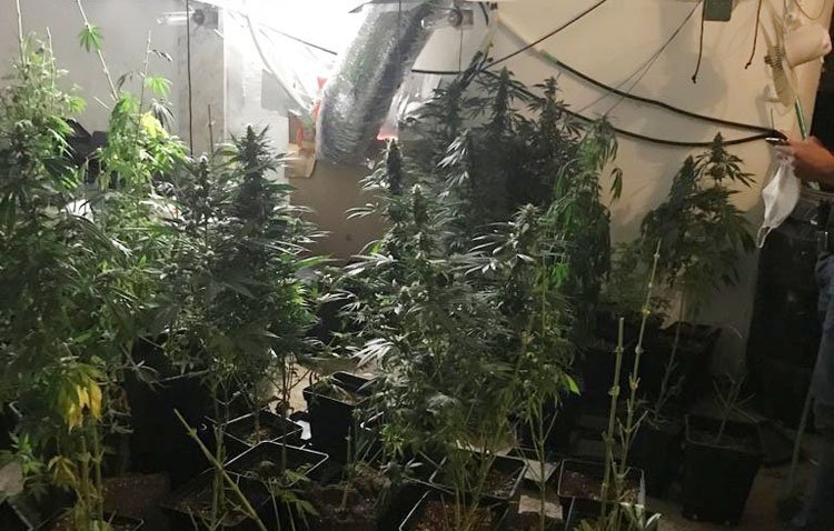Tres detenidos en Los Molares por cultivar 600 plantas de marihuana en una vivienda