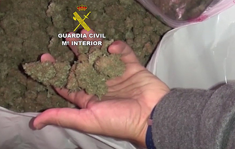 En libertad bajo fianza la mujer que fue descubierta en Utrera con 1.700 plantas de marihuana valoradas en más de 850.000 euros