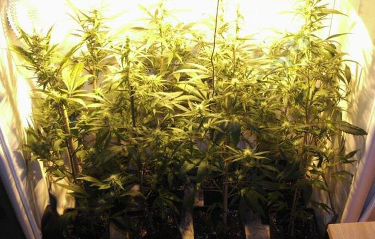 Dos detenidos en Utrera con una plantación de marihuana en su vivienda