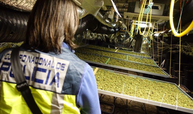 Desarticulada una banda que cultivaba marihuana en El Palmar de Troya para enviarla a Europa