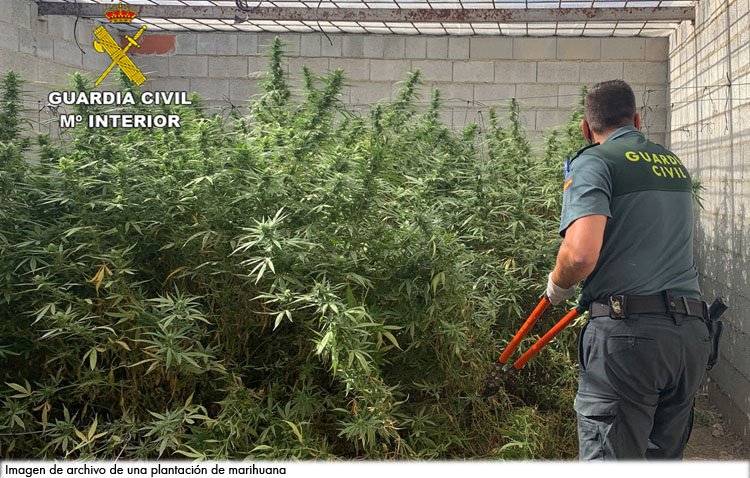 Condenados a un año y nueve meses de prisión por tener una plantación de 101 kilos de marihuana en Utrera