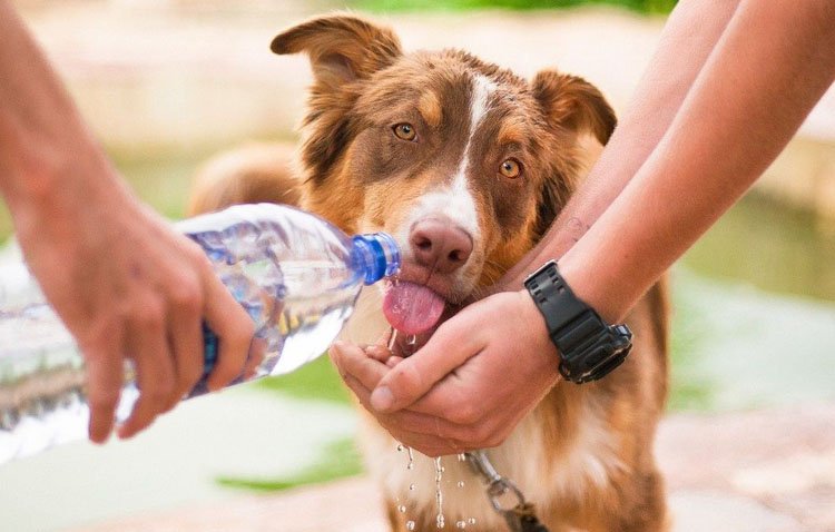 El Ayuntamiento de Utrera lanza una campaña para que los ciudadanos protejan a sus mascotas de las olas de calor